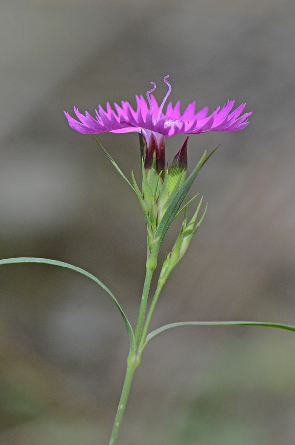 Diantus dei Lagorai  - Dianthus seguieri